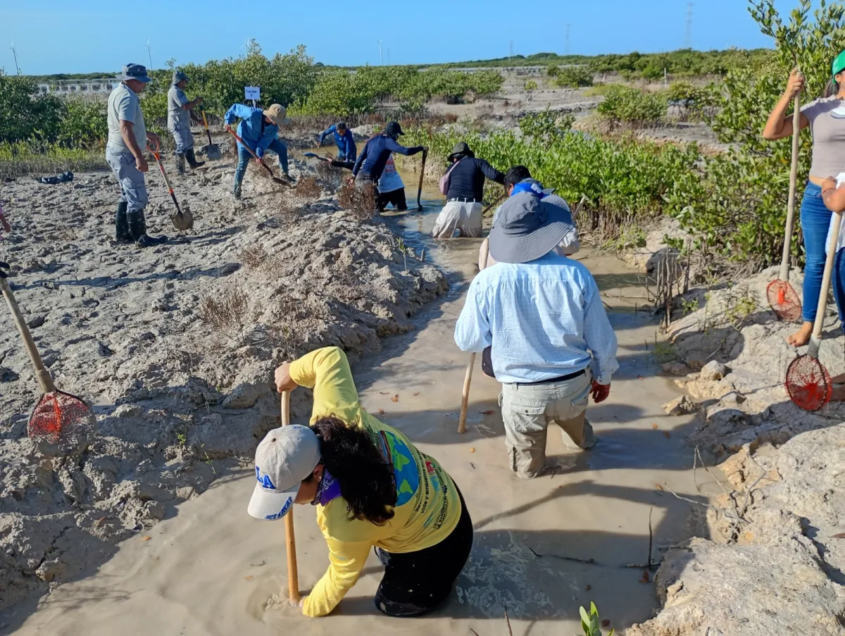 Conagua suma esfuerzos con sociedad y academia para restaurar el manglar de la Ciénega de Progreso 