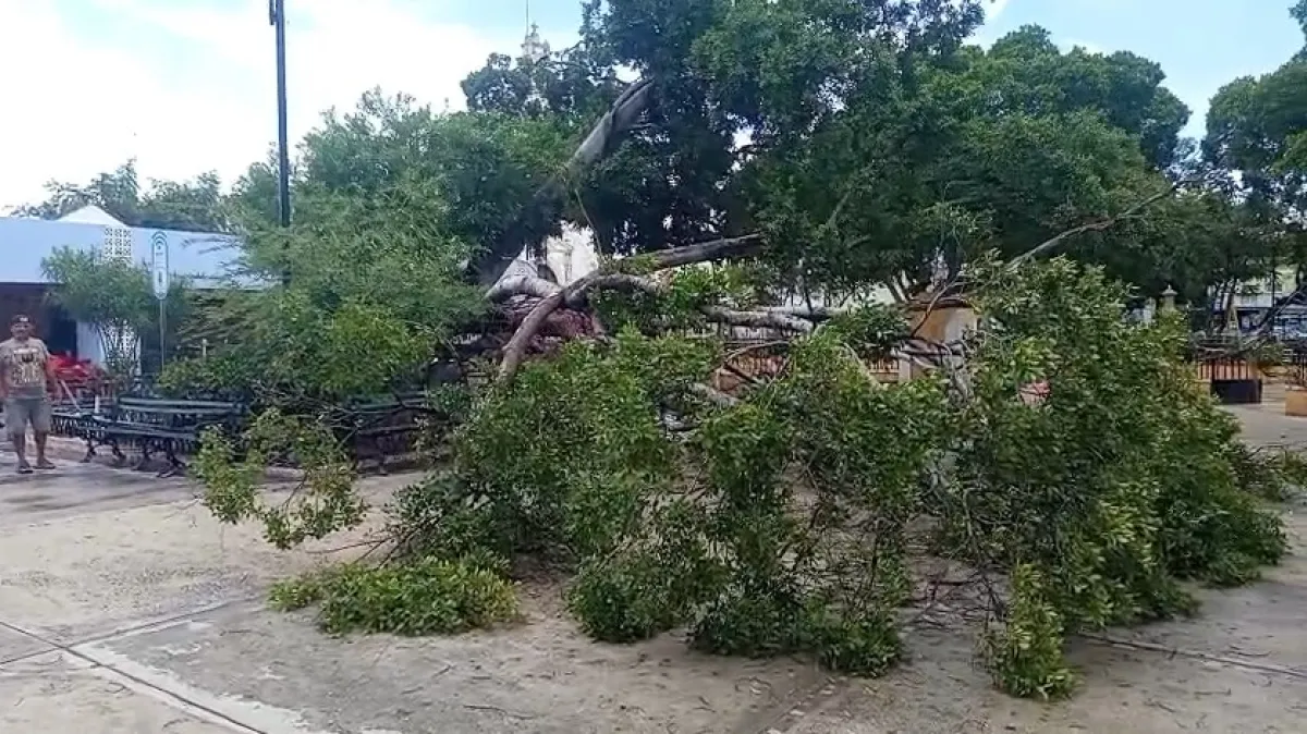 Cae árbol en el parque de Santiago