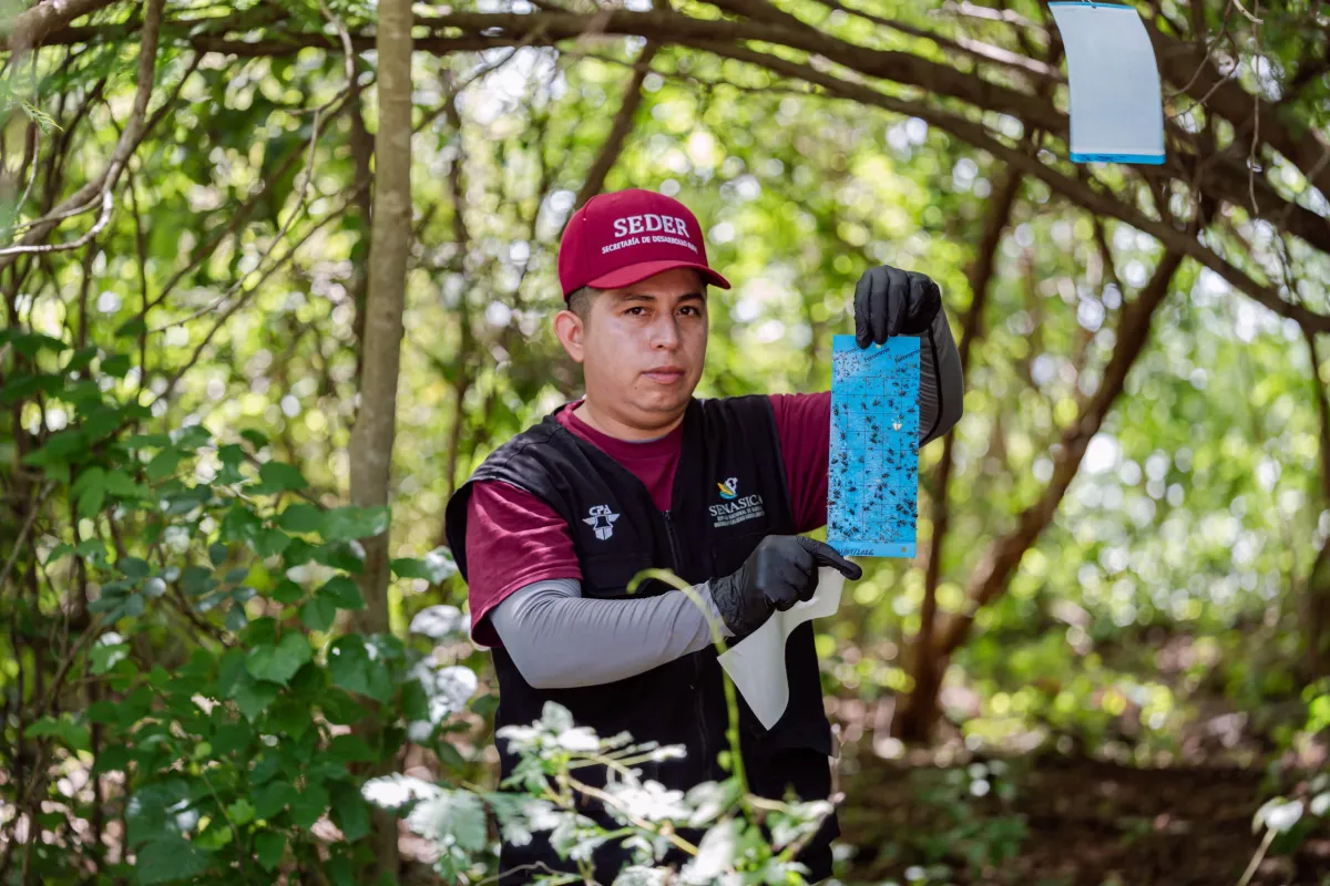 Revisión de heridas, clave para prevenir infestaciones por gusano barrenador